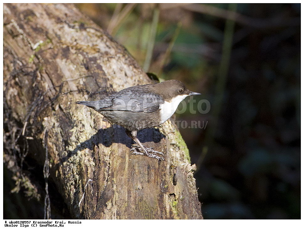 ������������� ����, ������������ ���������, ������, ��������, ��������, �����, �����, ��������, �����������, XYZ, ���������, Cinclidae, ������������ ������, ������, ������� �����, ������� �������, Cinclus cinclus