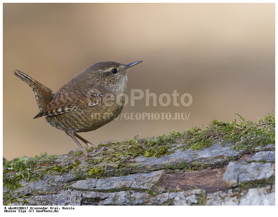 ������������� ����, ������������ ���������, ������, ��������, ��������, �����, �����, ��������, �����������, XYZ, �������������, Troglodytidae, ���������, �����������, ������, Troglodytes troglodytes, Nannus troglodytes