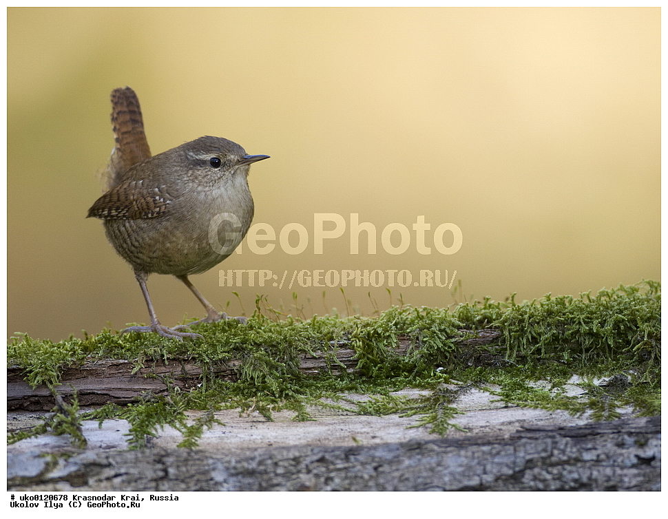 ������������� ����, ������������ ���������, ������, ��������, ��������, �����, �����, ��������, �����������, XYZ, �������������, Troglodytidae, ���������, �����������, ������, Troglodytes troglodytes, Nannus troglodytes