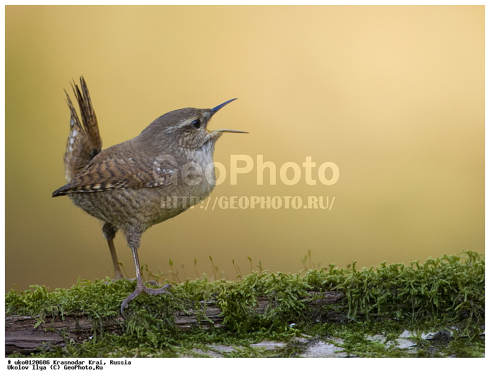 ������������� ����, ������������ ���������, ������, ��������, ��������, �����, �����, ��������, �����������, XYZ, �������������, Troglodytidae, ���������, �����������, ������, Troglodytes troglodytes, Nannus troglodytes