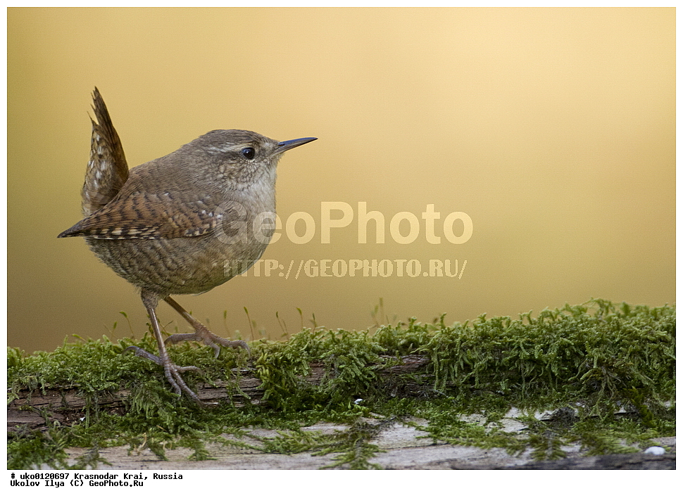 ������������� ����, ������������ ���������, ������, ��������, ��������, �����, �����, ��������, �����������, XYZ, �������������, Troglodytidae, ���������, �����������, ������, Troglodytes troglodytes, Nannus troglodytes