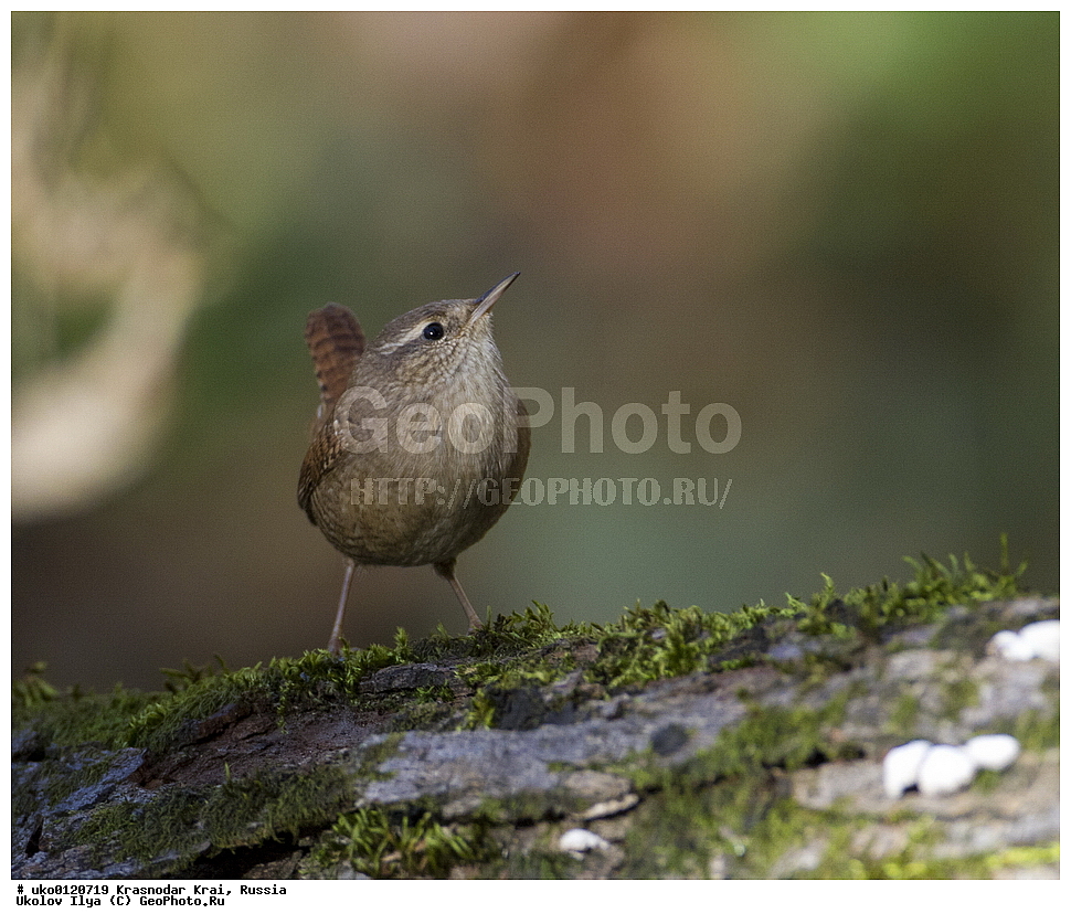 ������������� ����, ������������ ���������, ������, ��������, ��������, �����, �����, ��������, �����������, XYZ, �������������, Troglodytidae, ���������, �����������, ������, Troglodytes troglodytes, Nannus troglodytes