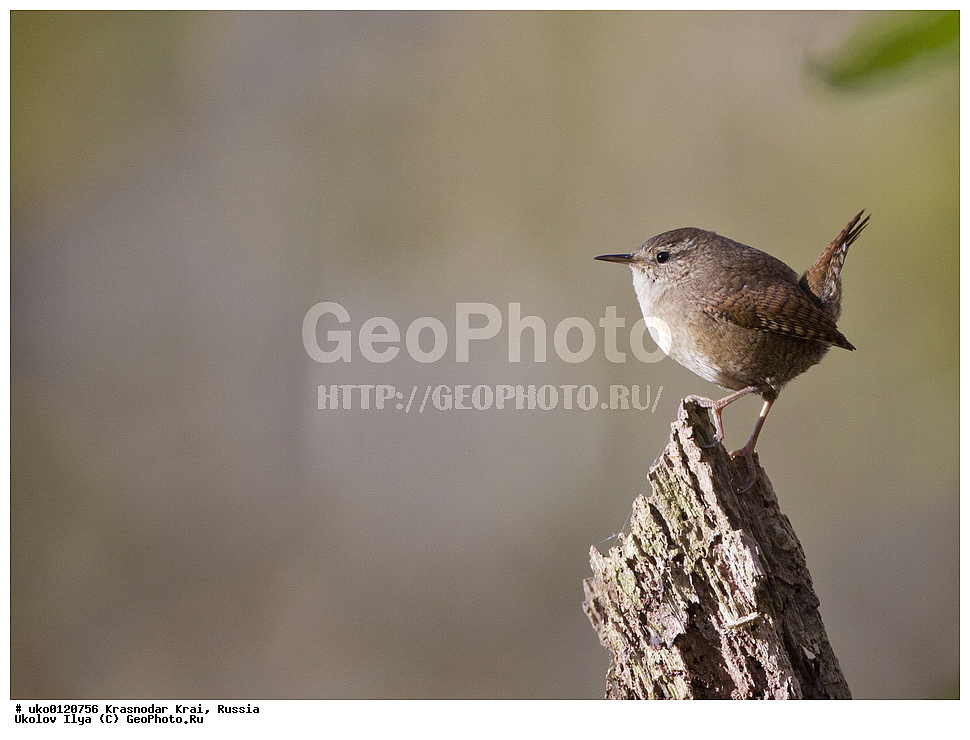 ������������� ����, ������������ ���������, ������, ��������, ��������, �����, �����, ��������, �����������, XYZ, �������������, Troglodytidae, ���������, �����������, ������, Troglodytes troglodytes, Nannus troglodytes