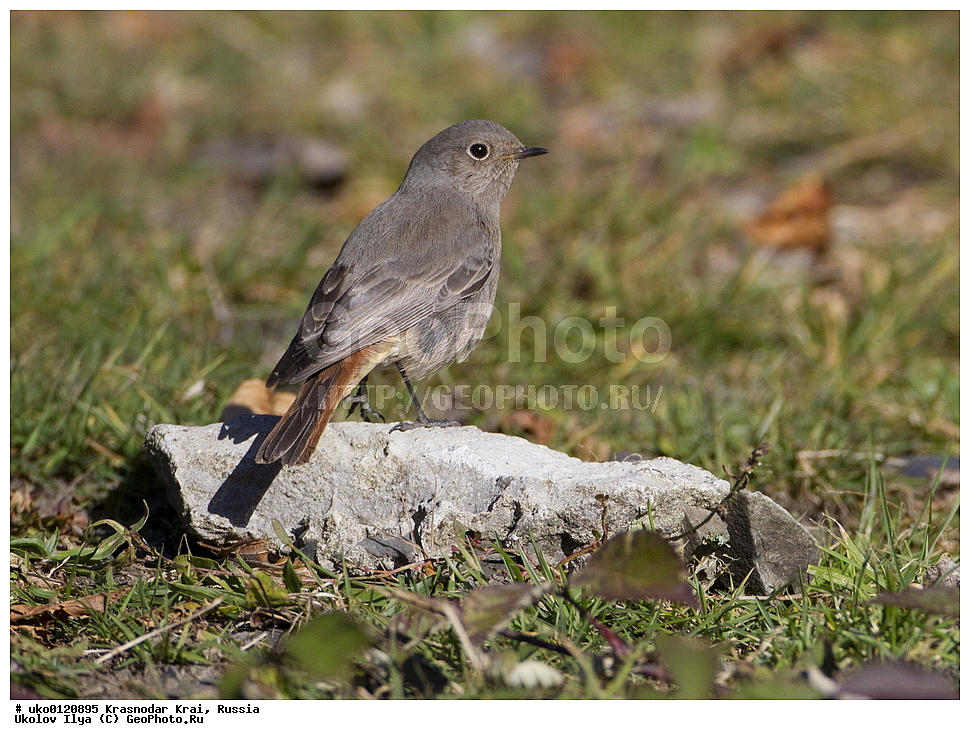 ������������� ����, ������������ ���������, ������, ��������, ��������, �����, �����, ��������, �����������, XYZ, ������������, Muscicapidae, �����������-��������, Phoenicurus ochruros