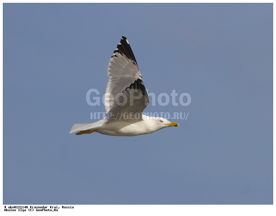 ������������� ����, ������������ ���������, ������, ��������, ��������, ��������, �����������, ������� �����, ������� �����, XYZ, ��������, Laridae, ����������������� �����, Larus michahellis