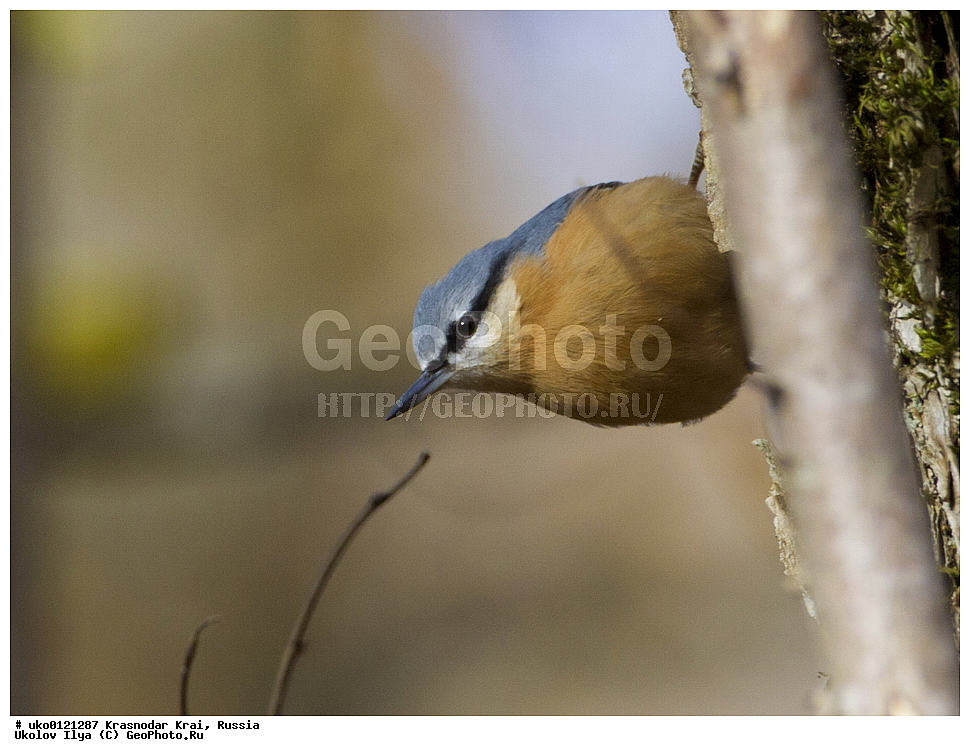 ������������� ����, ������������ ���������, ������, ��������, ��������, �����, �����, ��������, �����������, XYZ, �����������, Sittidae, ������������ ���������, �����, Sitta europaea