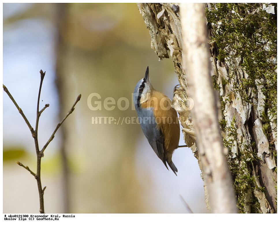 ������������� ����, ������������ ���������, ������, ��������, ��������, �����, �����, ��������, �����������, XYZ, �����������, Sittidae, ������������ ���������, �����, Sitta europaea