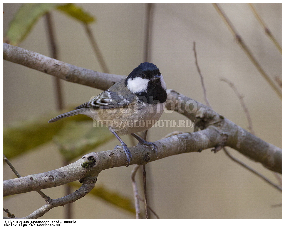  ������������� ����, ������������ ���������, ������, ��������, ��������, �����, �����, ��������, �����������, XYZ, ���������, Paridae, ��������, ׸���� ������, ������ ������, Parus ater, Periparus ater