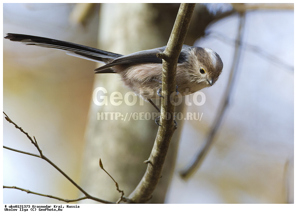 ������������� ����, ������������ ���������, ������, ��������, ��������, �����, �����, ��������, �����������, XYZ, ������������� ������, ����������, Aegithalidae, ������������� ������, ���������, Aegithalos caudatus, ����������, ����������� 