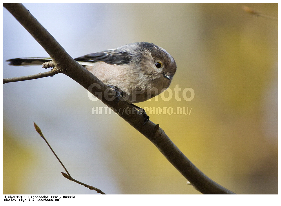 ������������� ����, ������������ ���������, ������, ��������, ��������, �����, �����, ��������, �����������, XYZ, ������������� ������, ����������, Aegithalidae, ������������� ������, ���������, Aegithalos caudatus, ����������, ����������� 