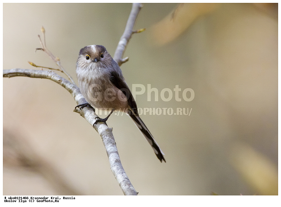 ������������� ����, ������������ ���������, ������, ��������, ��������, �����, �����, ��������, �����������, XYZ, ������������� ������, ����������, Aegithalidae, ������������� ������, ���������, Aegithalos caudatus, ����������, ����������� 