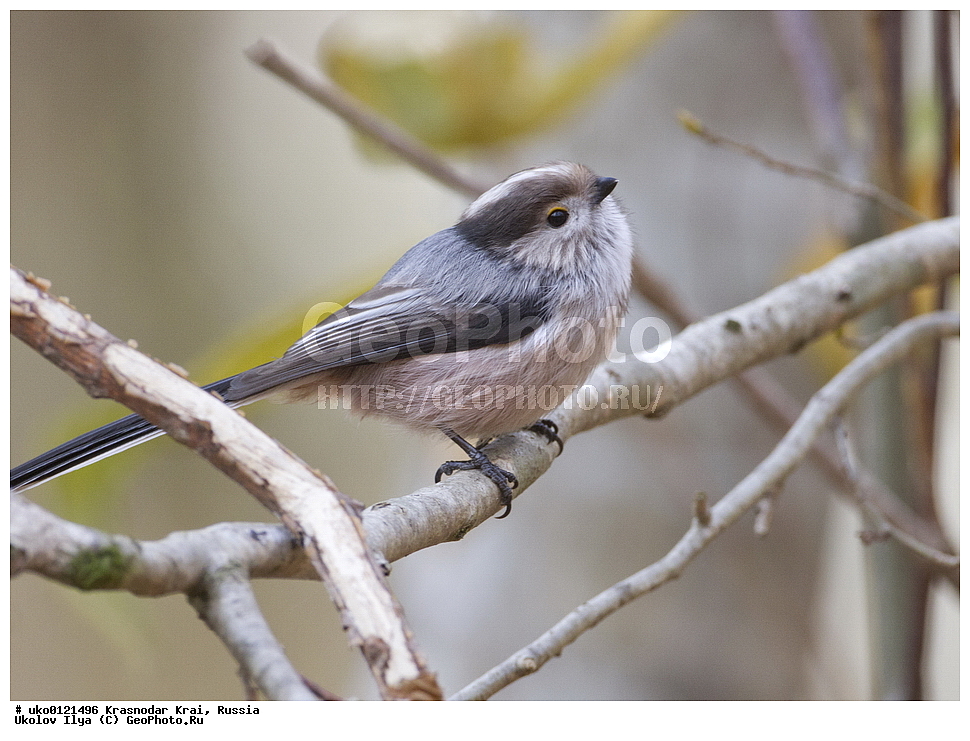 ������������� ����, ������������ ���������, ������, ��������, ��������, �����, �����, ��������, �����������, XYZ, ������������� ������, ����������, Aegithalidae, ������������� ������, ���������, Aegithalos caudatus, ����������, ����������� 