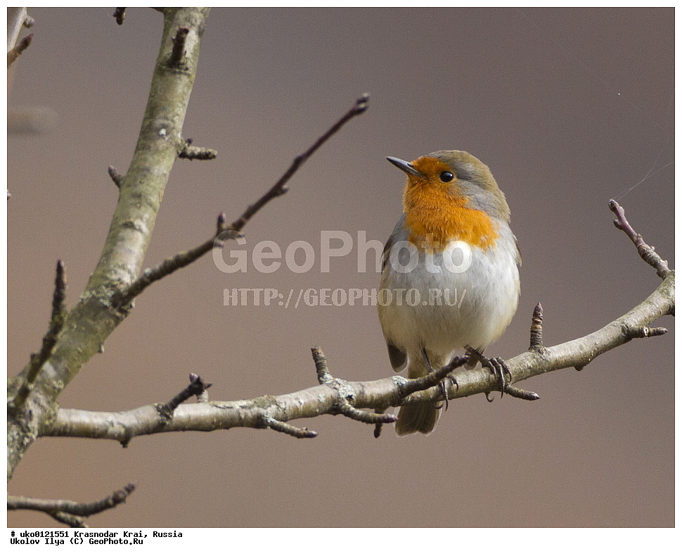 ������������� ����, ������������ ���������, ������, ��������, ��������, �����, �����, ��������, �����������, XYZ, ������������, Muscicapidae, �������, Erithacus rubecula