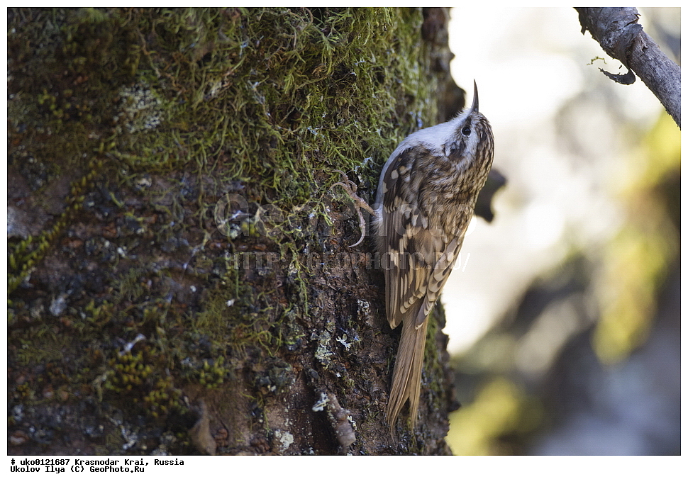 ������������� ����, ������������ ���������, ������, ��������, ��������, �����, �����, ��������, �����������, XYZ, ���������, Certhiidae, ������������ ������, Certhia familiaris