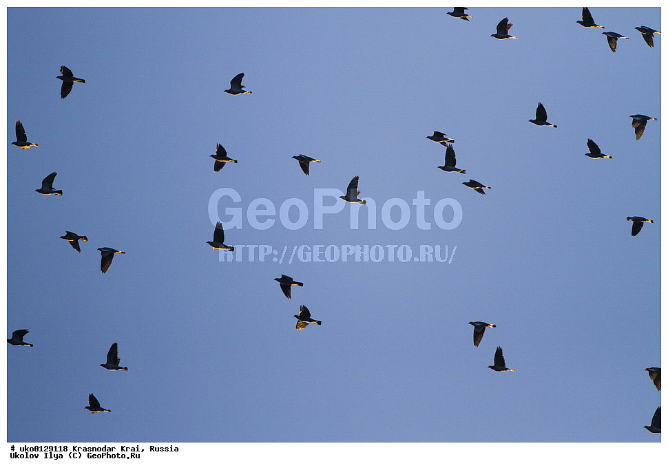 ������������� ����, ������������ ���������, ������, ��������, ��������, �����, �����, ��������, �����������, XYZ, ���������, Columbidae, ������, ��������, Columba palumbus