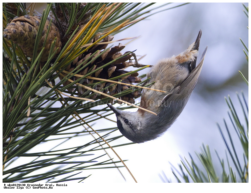 ������������� ����, ������������ ���������, ������, ��������, ��������, �����, �����, ��������, �����������, XYZ, �����������, Sittidae, ������������ ���������, ���������� ���������, Sitta krueperi