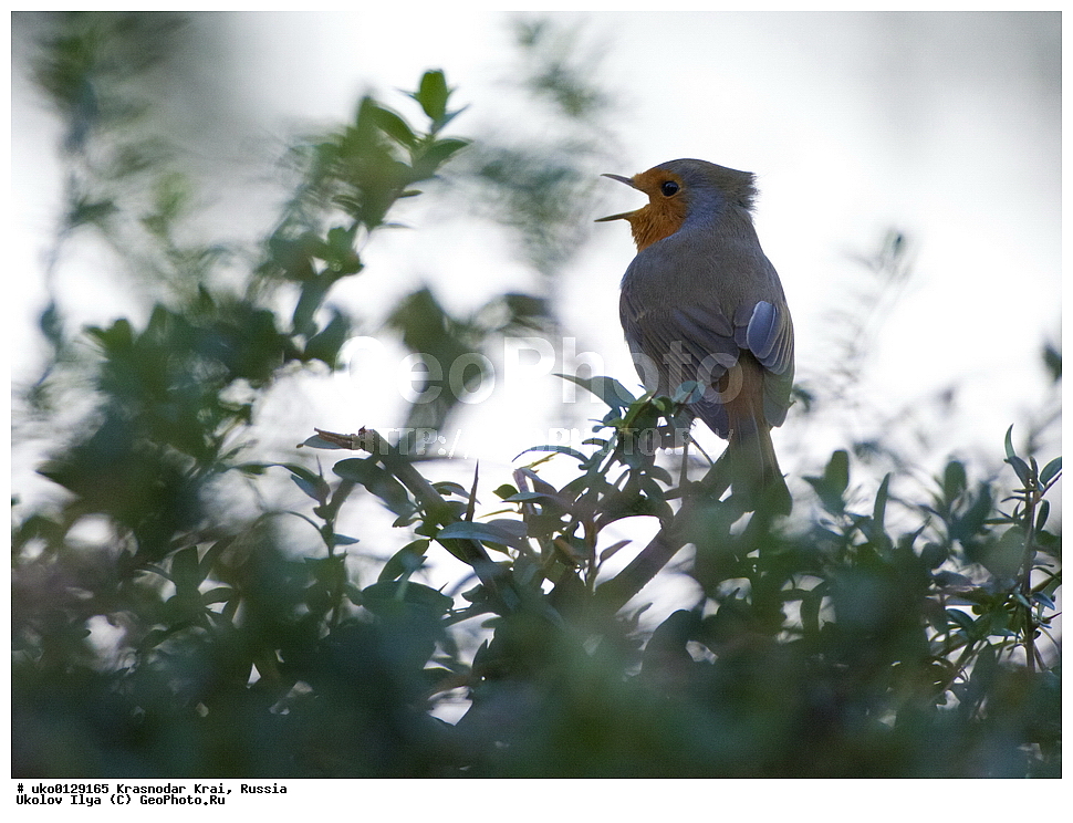 ������������� ����, ������������ ���������, ������, ��������, ��������, �����, �����, ��������, �����������, XYZ, ������������, Muscicapidae, �������, Erithacus rubecula