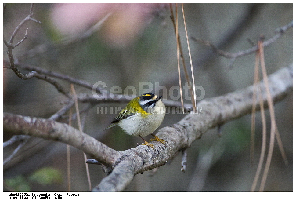 ������������� ����, ������������ ���������, ������, ��������, ��������, �����, �����, ��������, �����������, XYZ, �����������, Regulidae, ������������� ������, ������������� �������, Regulus ignicapilla, Regulus ignicapillus