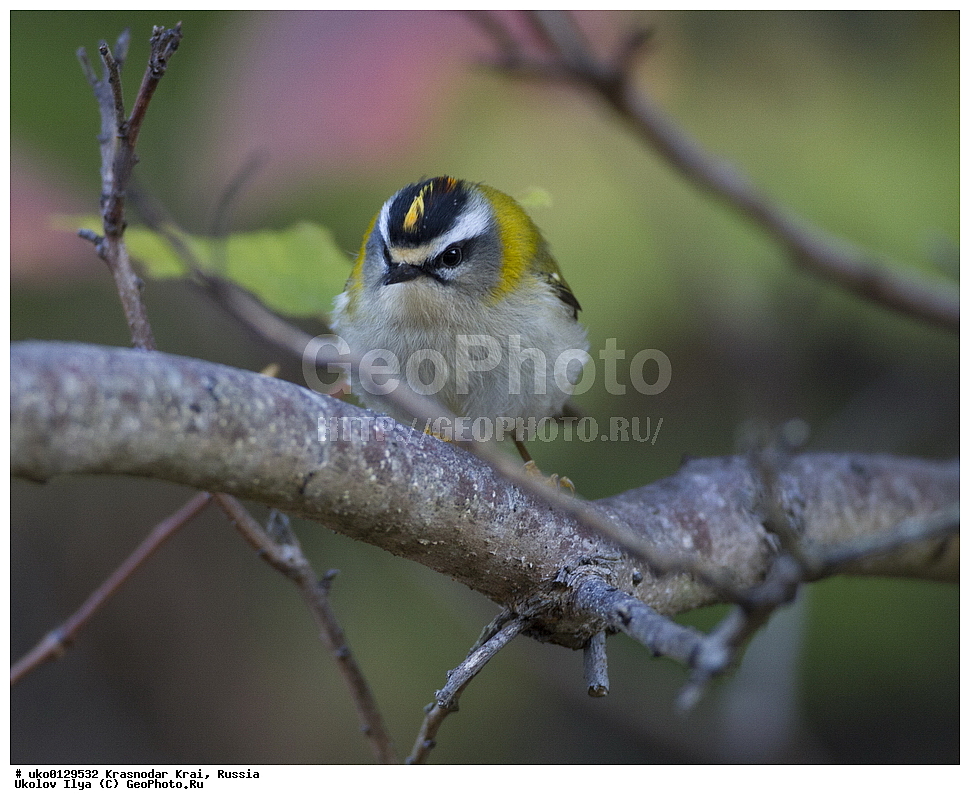 ������������� ����, ������������ ���������, ������, ��������, ��������, �����, �����, ��������, �����������, XYZ, �����������, Regulidae, ������������� ������, ������������� �������, Regulus ignicapilla, Regulus ignicapillus