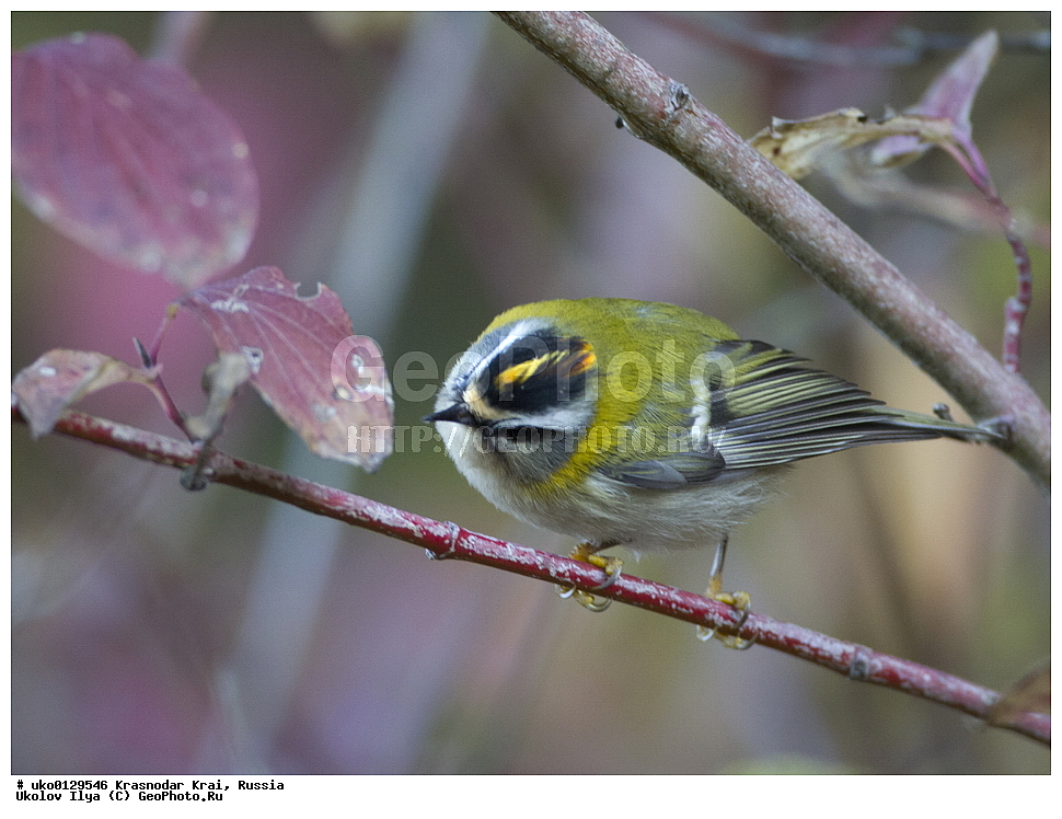 ������������� ����, ������������ ���������, ������, ��������, ��������, �����, �����, ��������, �����������, XYZ, �����������, Regulidae, ������������� ������, ������������� �������, Regulus ignicapilla, Regulus ignicapillus