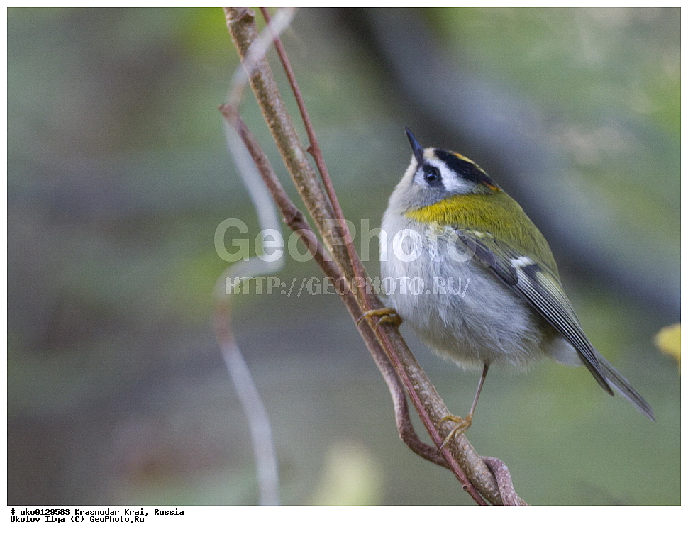 ������������� ����, ������������ ���������, ������, ��������, ��������, �����, �����, ��������, �����������, XYZ, �����������, Regulidae, ������������� ������, ������������� �������, Regulus ignicapilla, Regulus ignicapillus