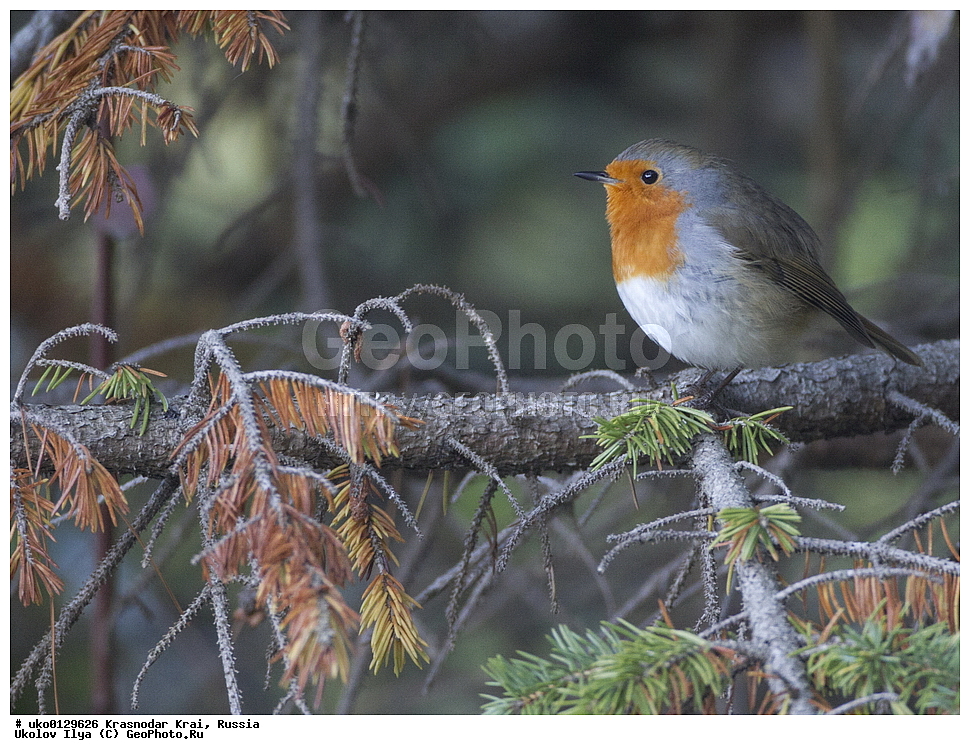 ������������� ����, ������������ ���������, ������, ��������, ��������, �����, �����, ��������, �����������, XYZ, ������������, Muscicapidae, �������, Erithacus rubecula