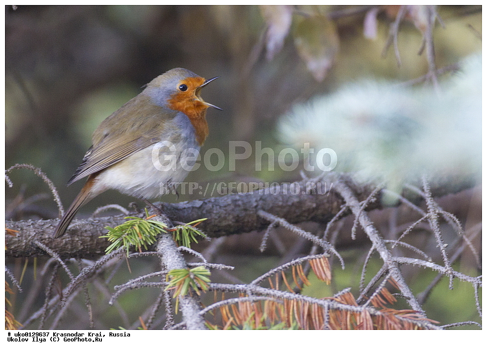 ������������� ����, ������������ ���������, ������, ��������, ��������, �����, �����, ��������, �����������, XYZ, ������������, Muscicapidae, �������, Erithacus rubecula