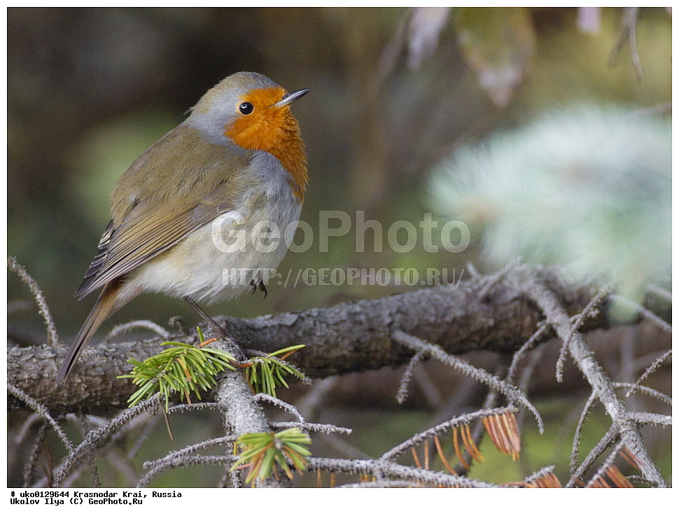 ������������� ����, ������������ ���������, ������, ��������, ��������, �����, �����, ��������, �����������, XYZ, ������������, Muscicapidae, �������, Erithacus rubecula