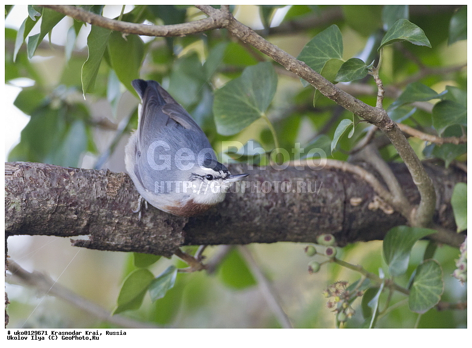 ������������� ����, ������������ ���������, ������, ��������, ��������, �����, �����, ��������, �����������, XYZ, �����������, Sittidae, ������������ ���������, ���������� ���������, Sitta krueperi