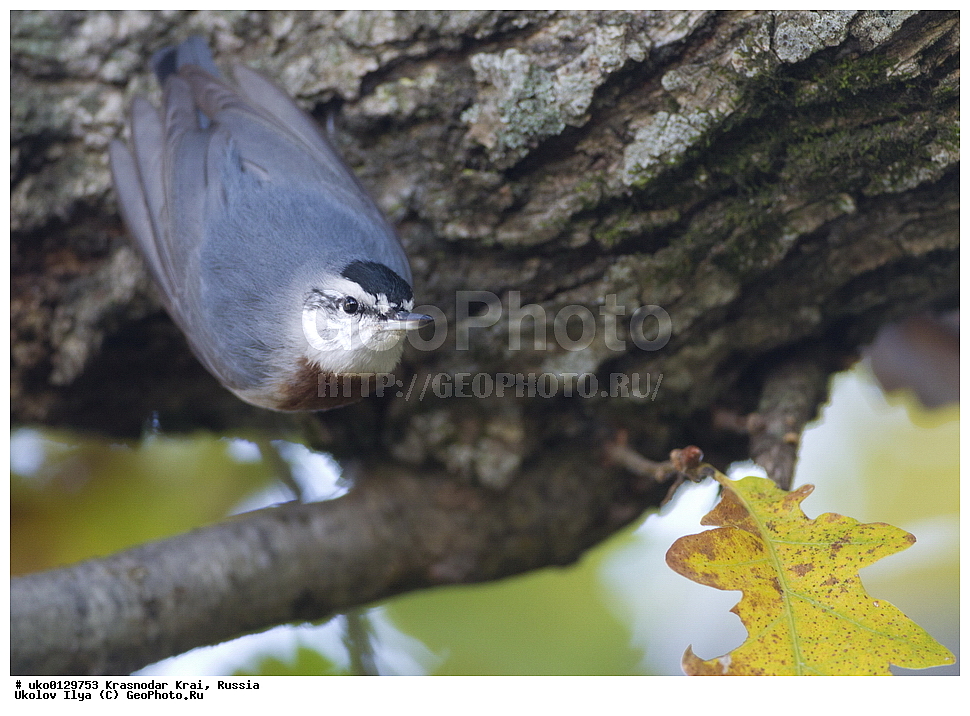 ������������� ����, ������������ ���������, ������, ��������, ��������, �����, �����, ��������, �����������, XYZ, �����������, Sittidae, ������������ ���������, ���������� ���������, Sitta krueperi