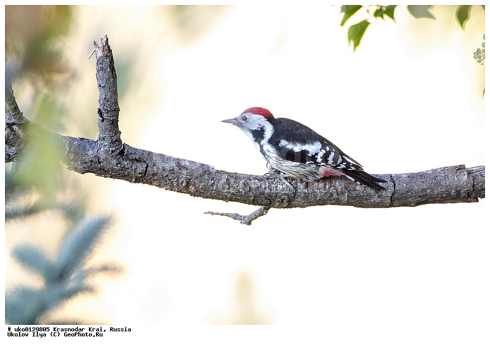 ������������� ����, ������������ ���������, ������, ��������, ��������, �����, �����, ��������, �����������, XYZ, ��������, �����, ��������� ��������, Picidae, ������� ������ �����, ������� ������� �����, ������� �����, ��������� �����, Dendrocopos medius