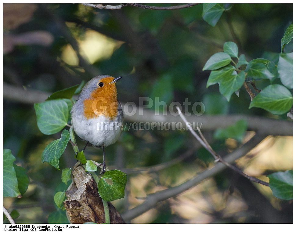 ������������� ����, ������������ ���������, ������, ��������, ��������, �����, �����, ��������, �����������, XYZ, ������������, Muscicapidae, �������, Erithacus rubecula