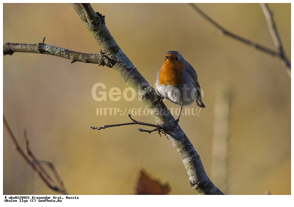 ������������� ����, ������������ ���������, ������, ��������, ��������, �����, �����, ��������, �����������, XYZ, ������������, Muscicapidae, �������, Erithacus rubecula