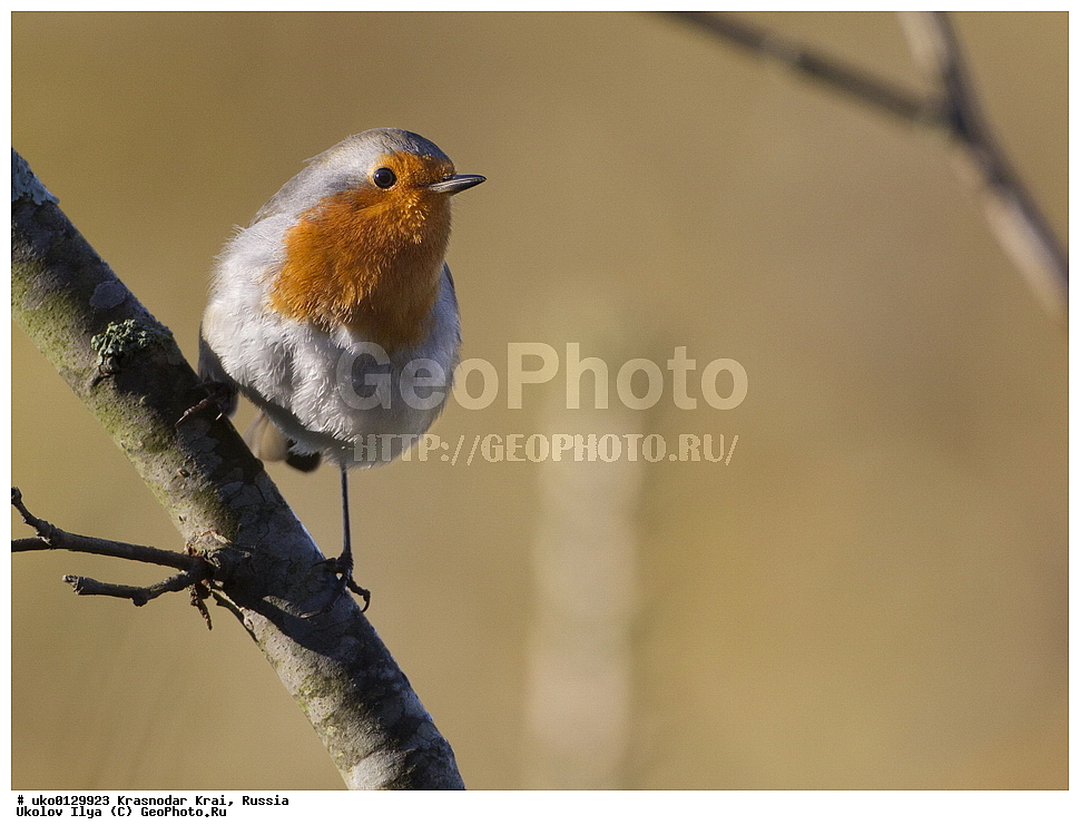 ������������� ����, ������������ ���������, ������, ��������, ��������, �����, �����, ��������, �����������, XYZ, ������������, Muscicapidae, �������, Erithacus rubecula