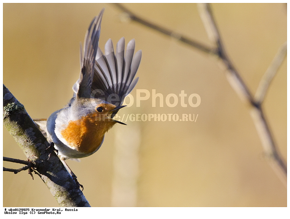 ������������� ����, ������������ ���������, ������, ��������, ��������, �����, �����, ��������, �����������, XYZ, ������������, Muscicapidae, �������, Erithacus rubecula