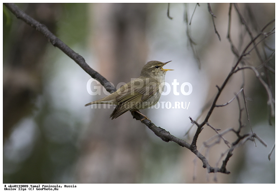  �������, ��������, ����, �����-�������� ���������� �����, ��������� �������, �������� ������, �������-��������� �����������, ���������, ����������, ��������, ������, ��������, ��������, �����, �����, ��������, �����������, XYZ, ���������, Sylviidae, �������-�������, Phylloscopus borealis, ����������, Phylloscopidae