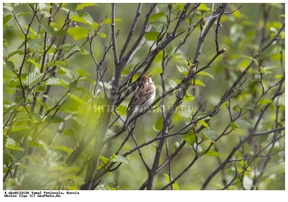 �������, ��������, ����, �����-�������� ���������� �����, ��������� �������, �������� ������, �������-��������� �����������, ���������, ����������, ��������, ������, ��������, ��������, �����, �����, ��������, �����������, XYZ, ����������, Emberizidae, �������-������, Emberiza pusilla