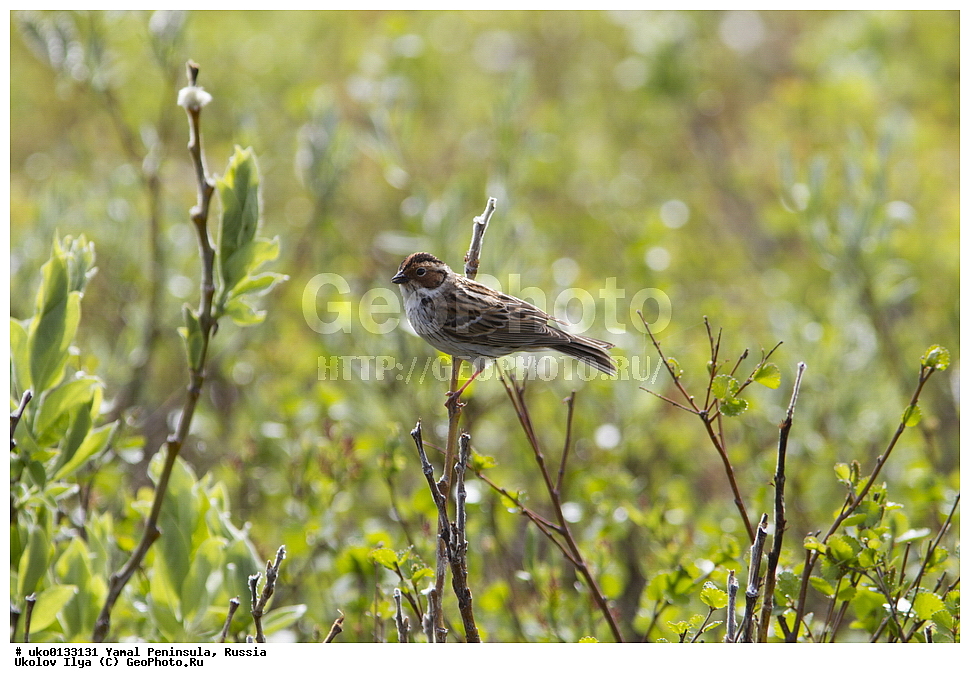 �������, ��������, ����, �����-�������� ���������� �����, ��������� �������, �������� ������, �������-��������� �����������, ���������, ����������, ��������, ������, ��������, ��������, �����, �����, ��������, �����������, XYZ, ����������, Emberizidae, �������-������, Emberiza pusilla