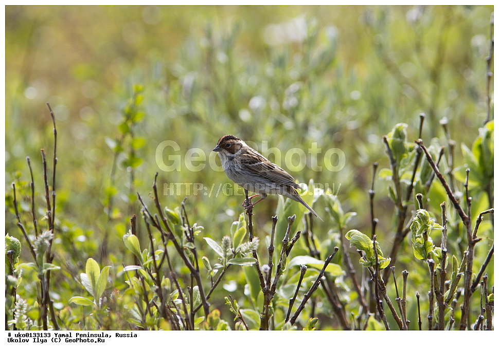 �������, ��������, ����, �����-�������� ���������� �����, ��������� �������, �������� ������, �������-��������� �����������, ���������, ����������, ��������, ������, ��������, ��������, �����, �����, ��������, �����������, XYZ, ����������, Emberizidae, �������-������, Emberiza pusilla