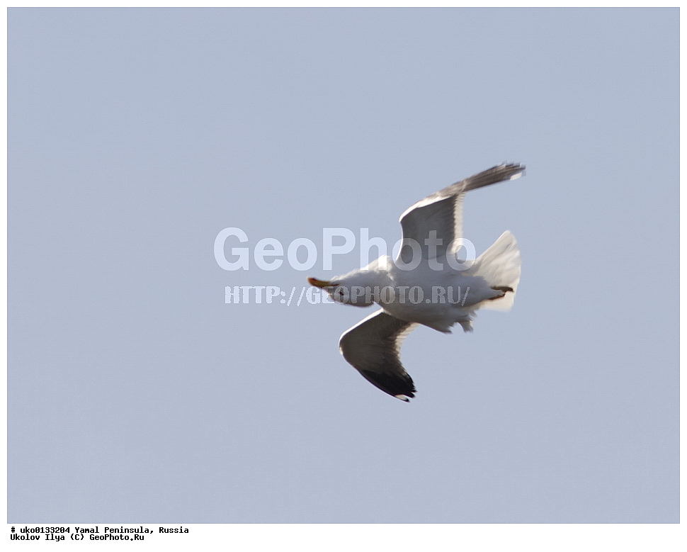  �������, ��������, ����, �����-�������� ���������� �����, ��������� �������, �������� ������, �������-��������� �����������, ���������, ����������, ��������, ������, ��������, ��������, �����, �����, ��������, �����������, ������� �����, ������� �����, XYZ, ��������, Laridae, �����, Larus heuglini, ��������� �����, �������-��������� �����