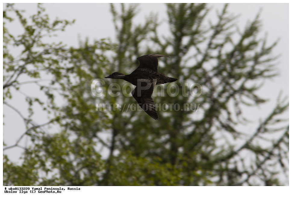  �������, ��������, ����, �����-�������� ���������� �����, ��������� �������, �������� ������, �������-��������� �����������, ���������, ����������, ��������, ������, ��������, ��������, �����, �����, ��������, �����������, �����������������, ������������� �����, ������������� �����, XYZ, ������, Anatidae, ������,  Melanitta nigra