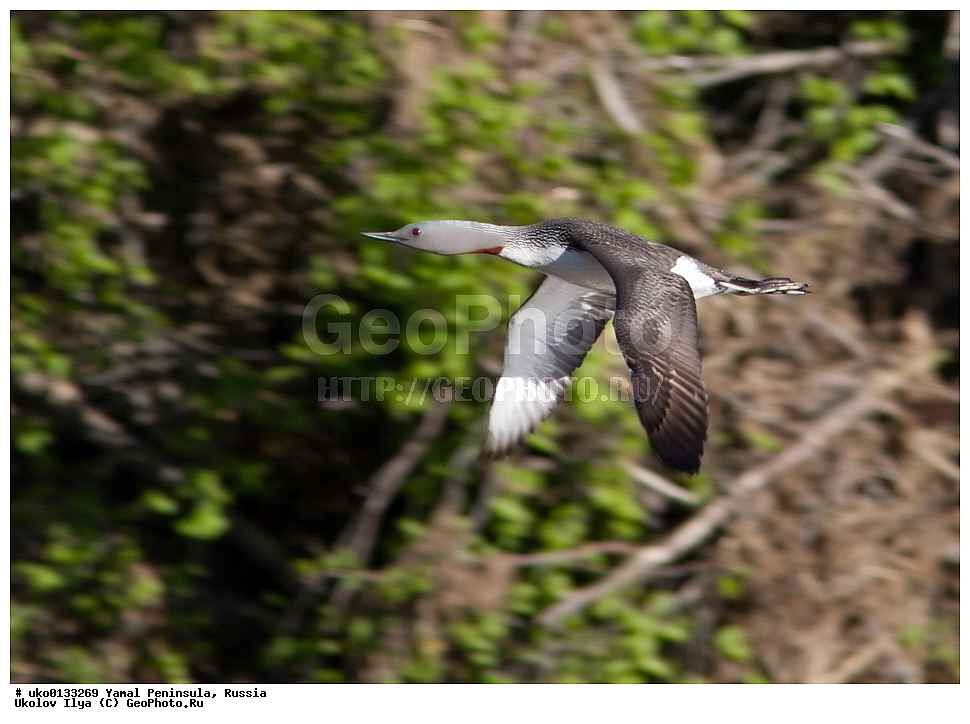 �������, ��������, ����, �����-�������� ���������� �����, ��������� �������, �������� ������, �������-��������� �����������, ���������, ����������, ��������, ������, ��������, ��������, �����, �����, ��������, �����������, ������� �����, ������� �����, XYZ, ���������, Gaviidae, ����������� ������, Gavia stellata