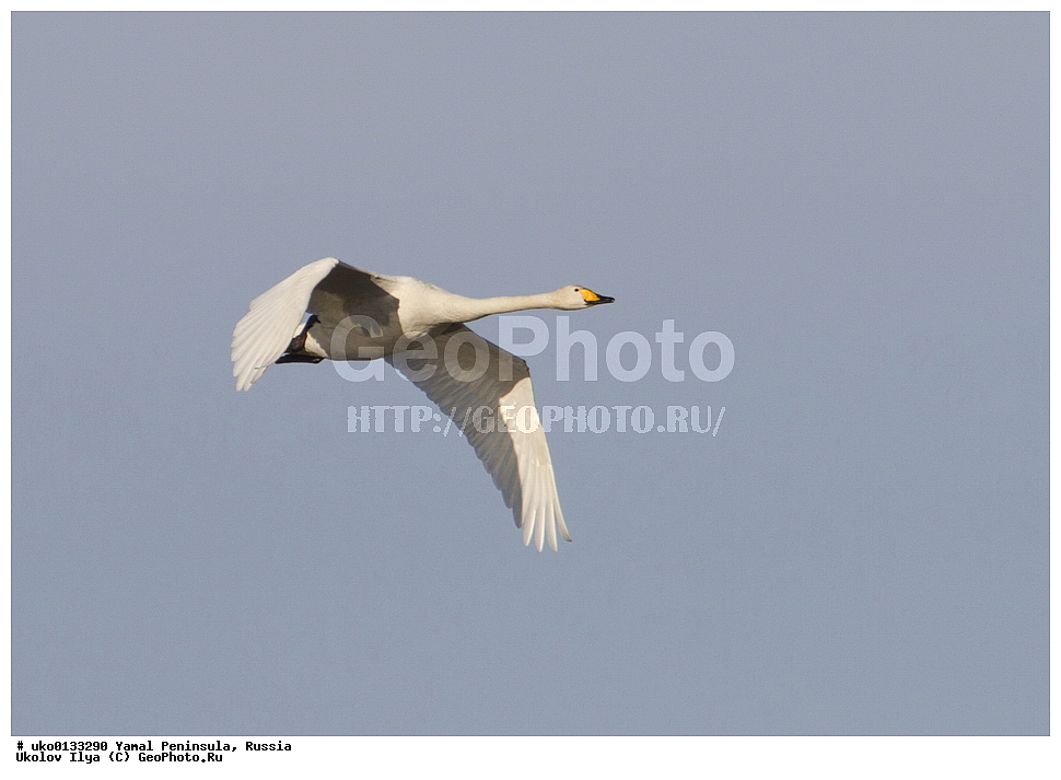 �������, ��������, ����, �����-�������� ���������� �����, ��������� �������, �������� ������, �������-��������� �����������, ���������, ����������, ��������, ������, ��������, ��������, �����, �����, ��������, �����������, �����������������, ������������� �����, ������������� �����, XYZ, ������, Anatidae, ������-������, Cygnus cygnus