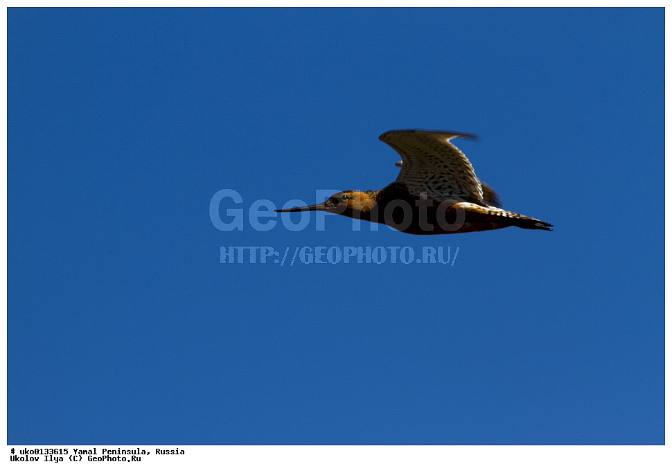 �������, ��������, ����, �����-�������� ���������� �����, ��������� �������, �������� ������, �������-��������� �����������, ���������, ����������, ��������, ������, ��������, ��������, �����, �����, ��������, �����������, �����, ������, XYZ, ���������, Scolopacidae, ����� ����������, Limosa lapponica