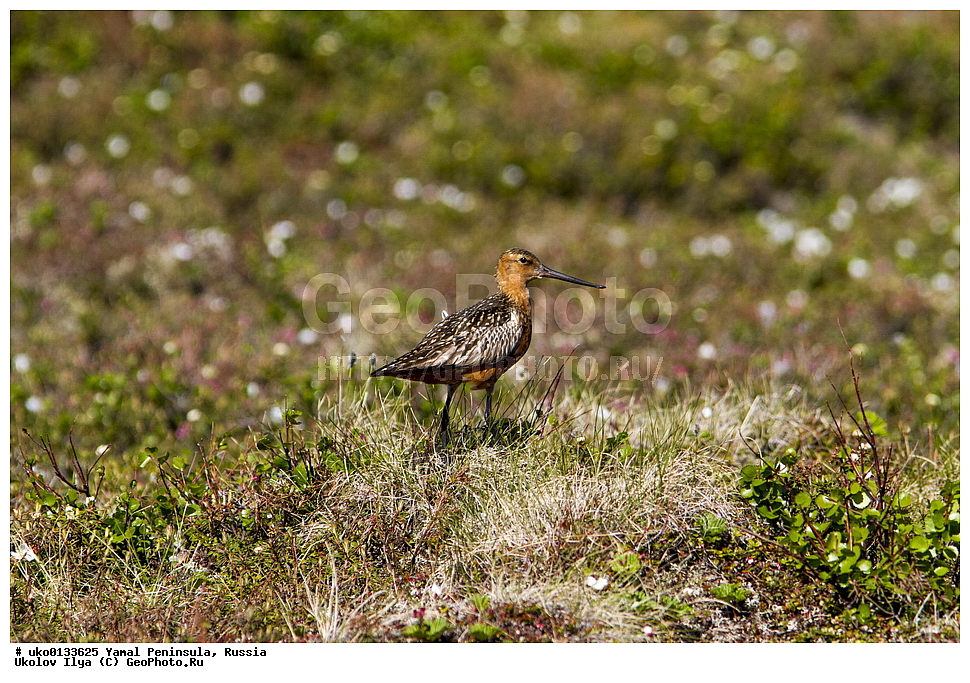 �������, ��������, ����, �����-�������� ���������� �����, ��������� �������, �������� ������, �������-��������� �����������, ���������, ����������, ��������, ������, ��������, ��������, �����, �����, ��������, �����������, �����, ������, XYZ, ���������, Scolopacidae, ����� ����������, Limosa lapponica