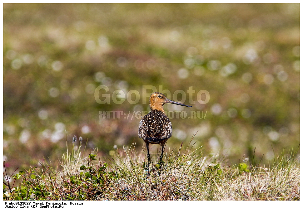 �������, ��������, ����, �����-�������� ���������� �����, ��������� �������, �������� ������, �������-��������� �����������, ���������, ����������, ��������, ������, ��������, ��������, �����, �����, ��������, �����������, �����, ������, XYZ, ���������, Scolopacidae, ����� ����������, Limosa lapponica