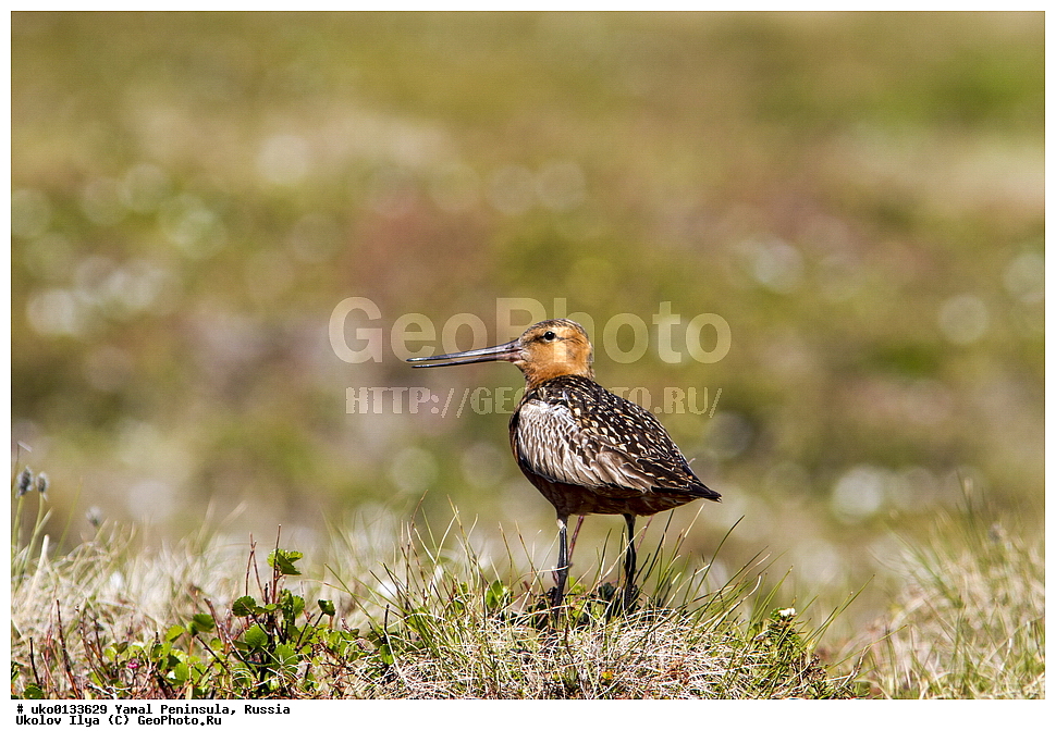 �������, ��������, ����, �����-�������� ���������� �����, ��������� �������, �������� ������, �������-��������� �����������, ���������, ����������, ��������, ������, ��������, ��������, �����, �����, ��������, �����������, �����, ������, XYZ, ���������, Scolopacidae, ����� ����������, Limosa lapponica