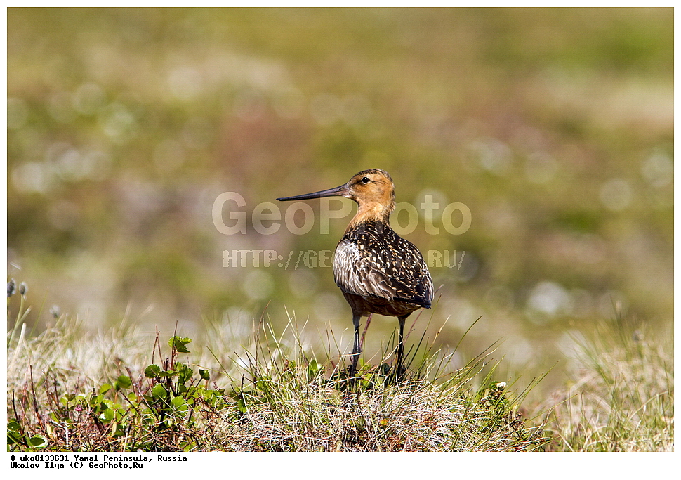 �������, ��������, ����, �����-�������� ���������� �����, ��������� �������, �������� ������, �������-��������� �����������, ���������, ����������, ��������, ������, ��������, ��������, �����, �����, ��������, �����������, �����, ������, XYZ, ���������, Scolopacidae, ����� ����������, Limosa lapponica