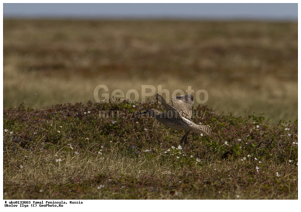 �������, ��������, ����, �����-�������� ���������� �����, ��������� �������, �������� ������, �������-��������� �����������, ���������, ����������, ��������, ������, ��������, ��������, �����, �����, ��������, �����������, �����, ������, XYZ, ���������, Scolopacidae, ������� ��������, Numenius phaeopus