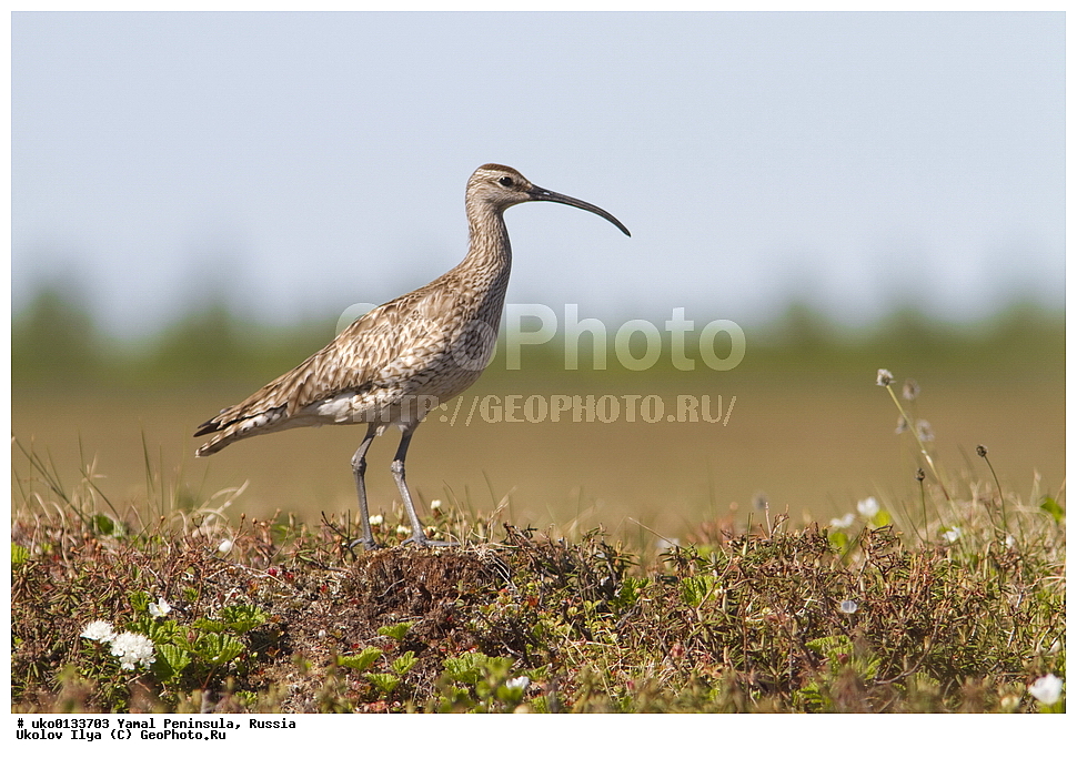 �������, ��������, ����, �����-�������� ���������� �����, ��������� �������, �������� ������, �������-��������� �����������, ���������, ����������, ��������, ������, ��������, ��������, �����, �����, ��������, �����������, �����, ������, XYZ, ���������, Scolopacidae, ������� ��������, Numenius phaeopus